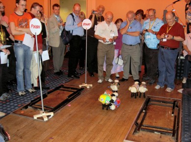 Picture of the model sheep heading in all directions except towards the finish. Picture of the model sheep heading in all directions except towards the finish.