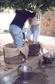 Picture of the grape crushing contest Picture of the grape crushing contest