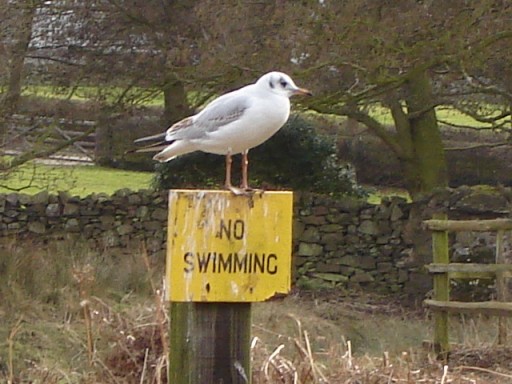 Picture of a bird perching atop a sign which says "no swimming".